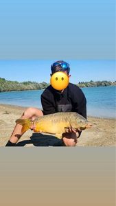 Mirror Carp