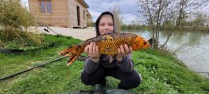Koï Fish