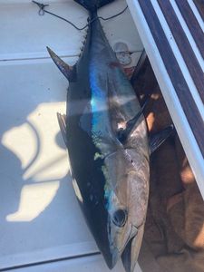 Southern Bluefin Tuna