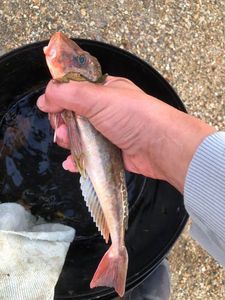 Grey Gurnard