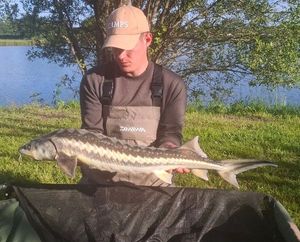 Sturgeon