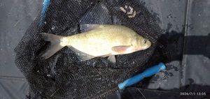 Common Bream