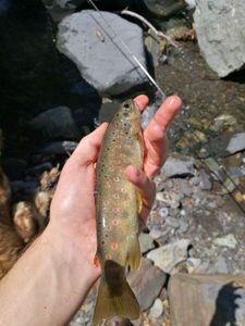Brown Trout