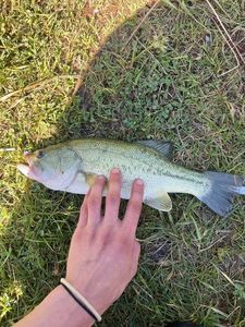 Largemouth Bass
