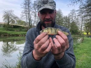 European Perch