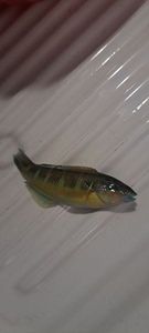 Ornate Wrasse
