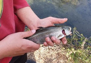Rainbow Trout