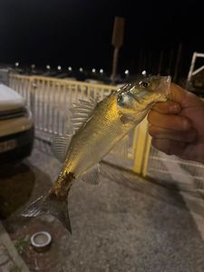 European Bass (Seabass)