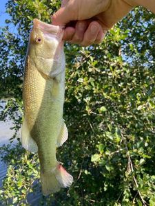Largemouth Bass