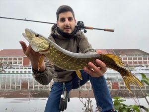 Northern Pike