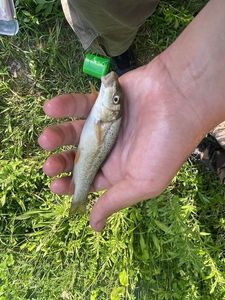 Barbel