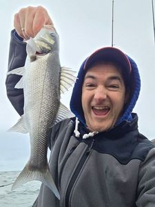 European Bass (Seabass)