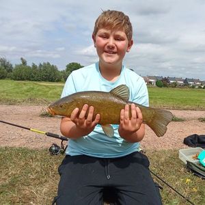 Common Bream