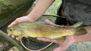 Brown Trout