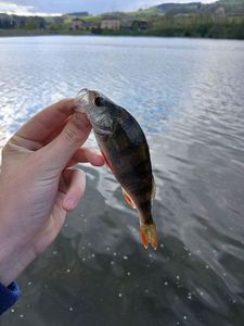 European Perch