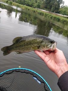 Largemouth Bass