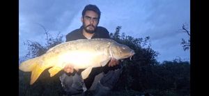 Mirror Carp