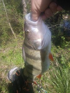 European Perch