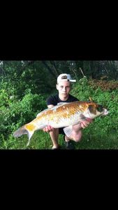 Koï Fish