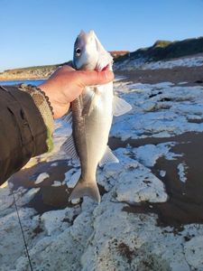 European Bass (Seabass)