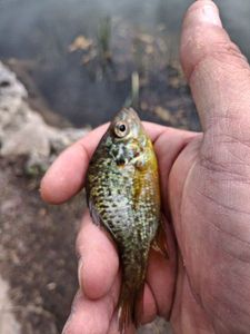 Green Sunfish