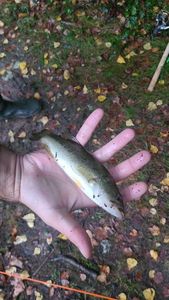 Largemouth Bass