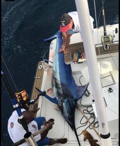 Black Marlin