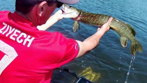 Northern Pike