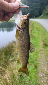Brown Trout