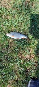 Roach