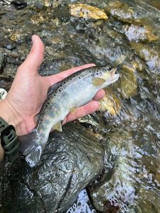 Brown Trout