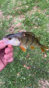 European Perch