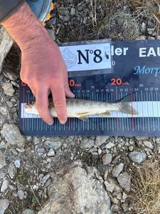 Arctic Char
