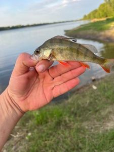 European Perch