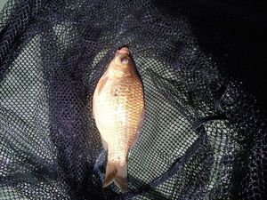 Crucian Carp