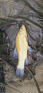 Tench