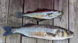 European Bass (Seabass)