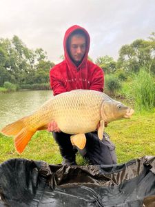 Common Carp