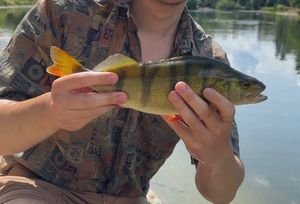 Yellow Perch