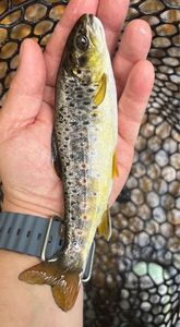 Brown Trout