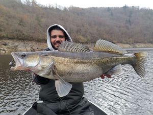 Zander