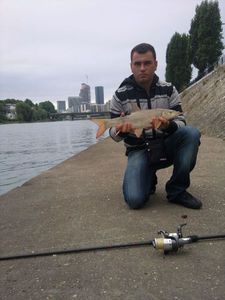Barbel