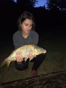 Common Carp