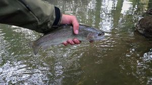Rainbow Trout