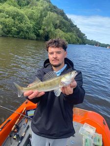Zander