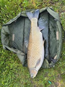 Grass Carp