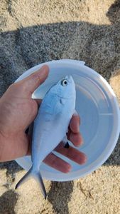 Pompano