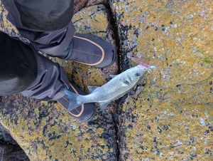 European Bass (Seabass)
