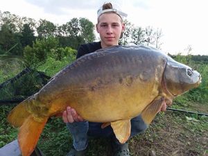 Common Carp