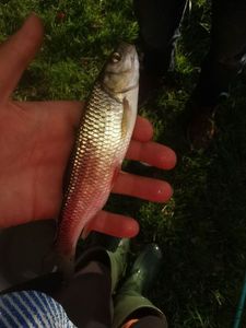 Chub